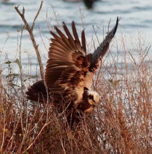 Marsh Harrier - The Roost