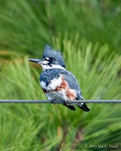 Belted Kingfisher (female)