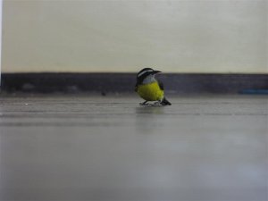 Bananaquit