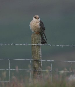 Red-footed Falcon