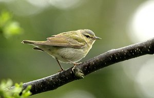 Tennessee Warbler