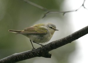 Tennessee Warbler