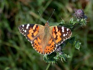 painted lady