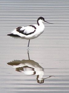 Avocet