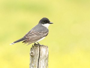 Eastern Kingbird juvenile