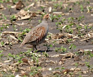 Gray Partridge