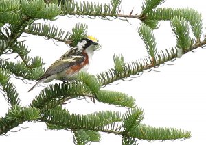 Chestnut-sided Warbler