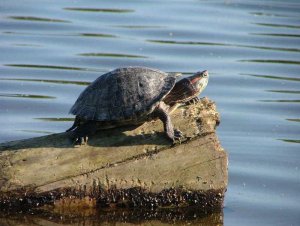 Red-eared Terrapin