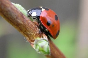 7 spot ladybird