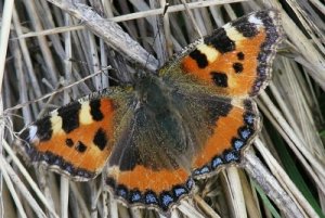 tortoiseshell