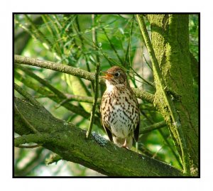 Singing Song thrush