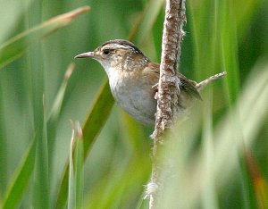 Marsh Wren