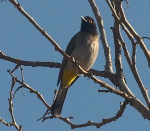 Black-fronted or Red-eyed Bulbul