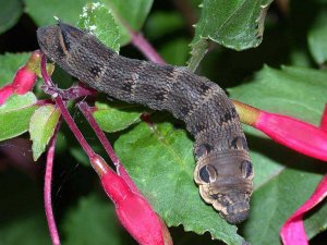 Elephant Hawkmoth Caterpillar