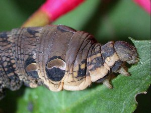 Caterpillar