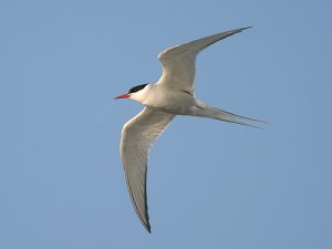 Arctic Tern