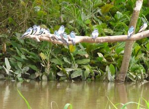 White-winged Swallows