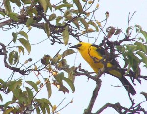 Oriole Blackbird