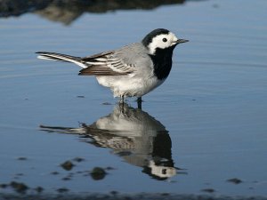 White Wagtail