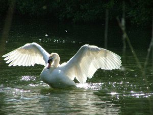 Mute Swan