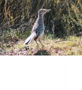 Roadrunner