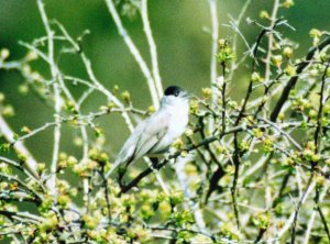 Blackcap