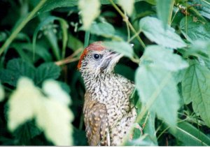 Juvenile Green Woodpecker