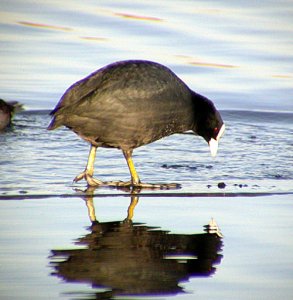 Coot walking on water - well almost!