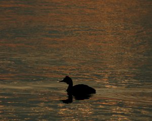 The blood red glow of dying sunlight ...