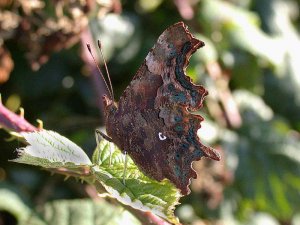 comma