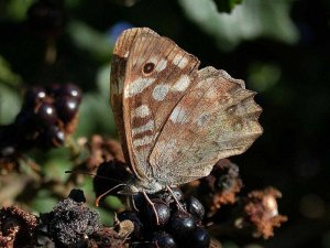 meadow brown