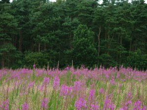 Purple field