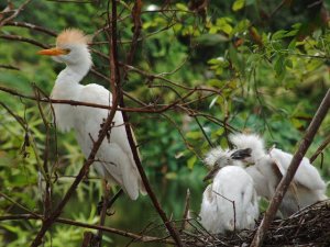 Cattle Egret with Chicks