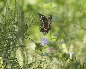 Palamedes  Swallowtail