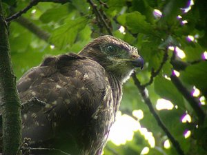 young common buzzard