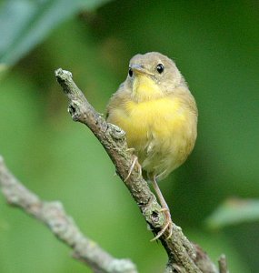 Common Yellowthroat