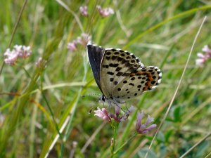 Chequered Blue Butterfly