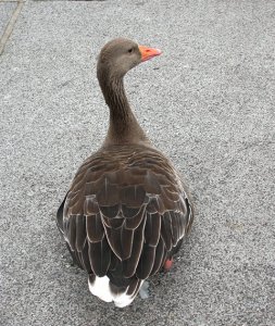 Greylag Goose