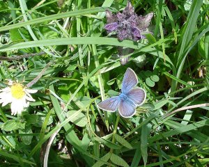 Mazarine Blue Butterfly