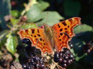 comma