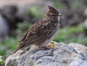 Thekla Lark