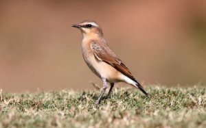 Wheatear