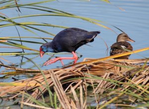 Purple Gallinule