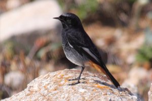 Black Redstart