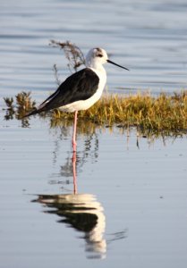 Black Winged Stilt