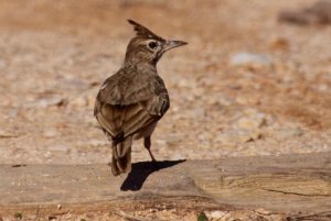 Crested Lark