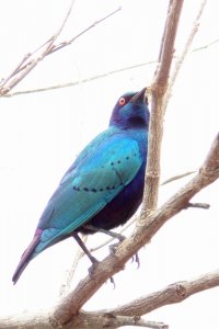 Bronze-tailed Glossy Starling