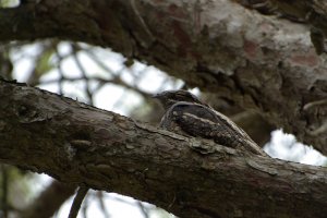 Eurasian Nightjar