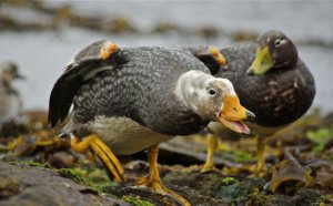 Angry Duck