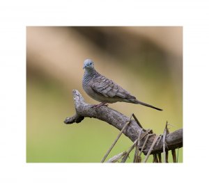 Peaceful Dove